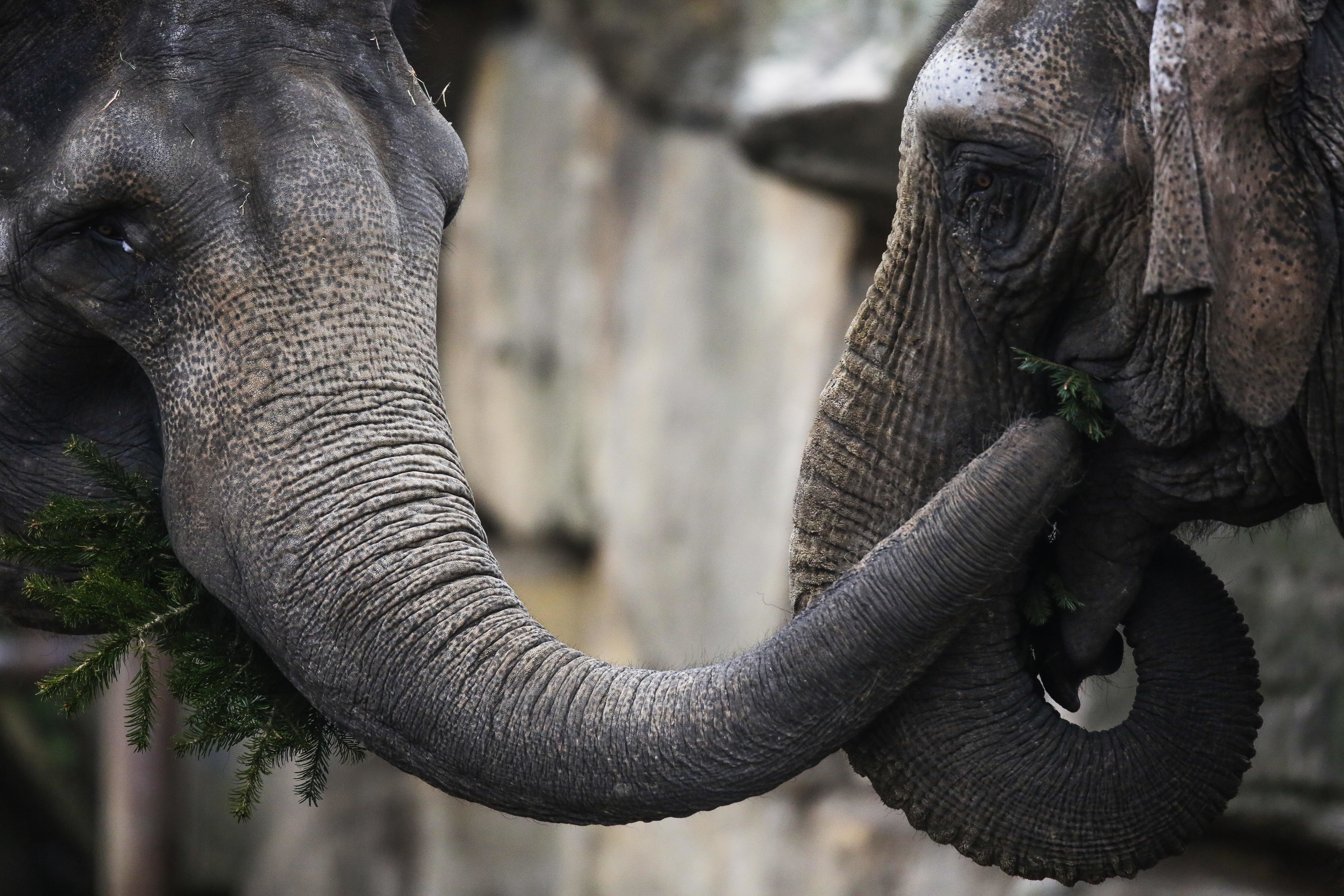 Zoo elephants eat Berlin's leftover Christmas trees