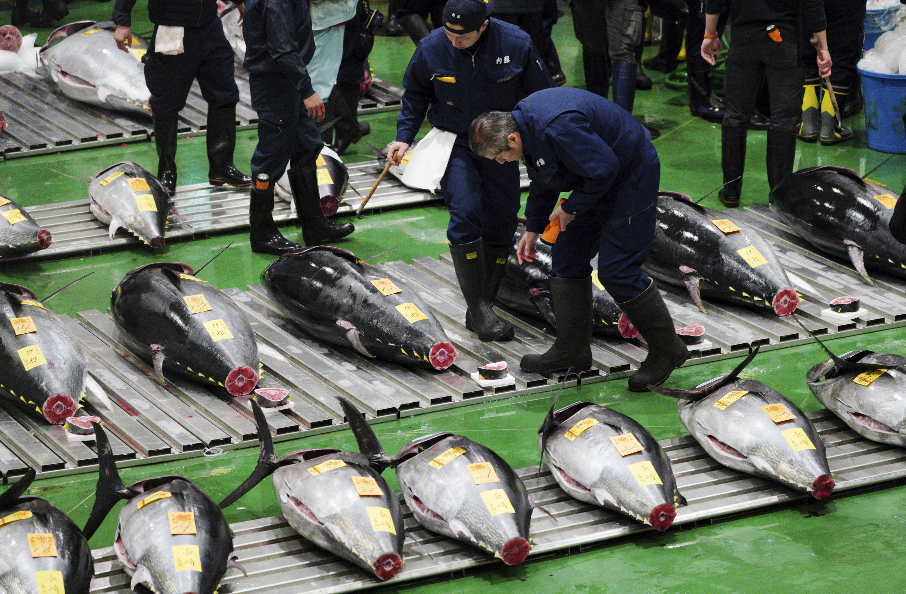 Bluefin goes for $3 million at 1st 2019 sale at Tokyo market