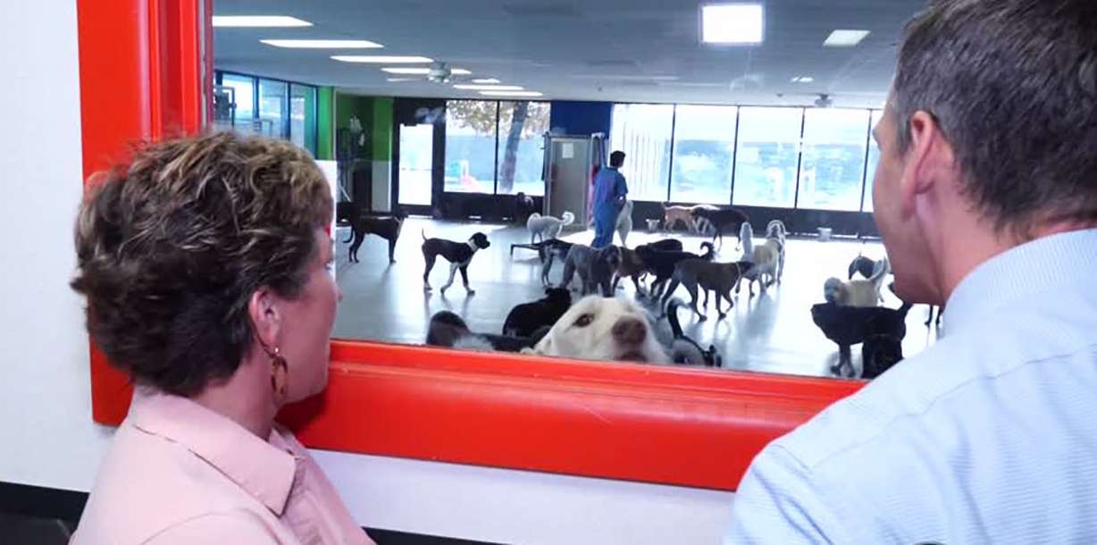 Pam Nichols, a veterinarian and the owner of three doggy daycare centers called Utah Dog Park. Photo: KSL TV