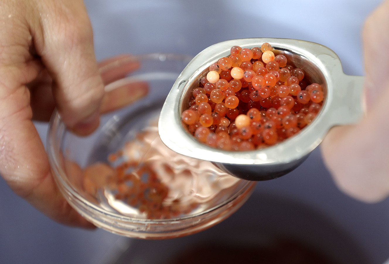 Bryan Christensen, volunteer coordinator for the Utah Division of Wildlife Resources, separates rainbow trout eggs at the DWR offices in Salt Lake City on Tuesday, Jan. 8, 2019. The eggs were delivered to various schools participating in the Trout in the Classroom program. Photo: Kristin Murphy, KSL
