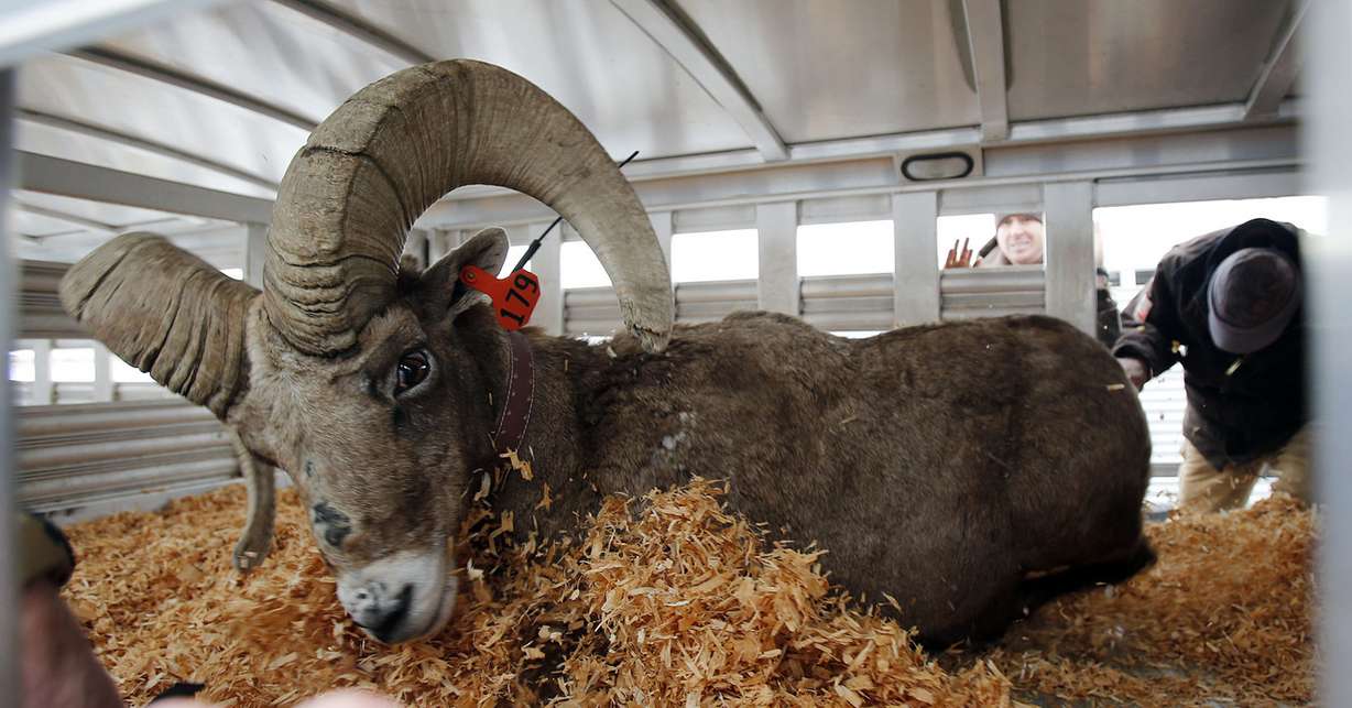 FILE - A bighorn sheep ram is placed in a trailer on Antelope Island on Tuesday, Jan. 7, 2014, to be relocated to another part of the state and released. (Photo: Ravell Call, KSL)