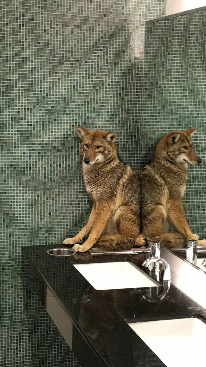 Coyote in the bathroom! Critter runs into convention center