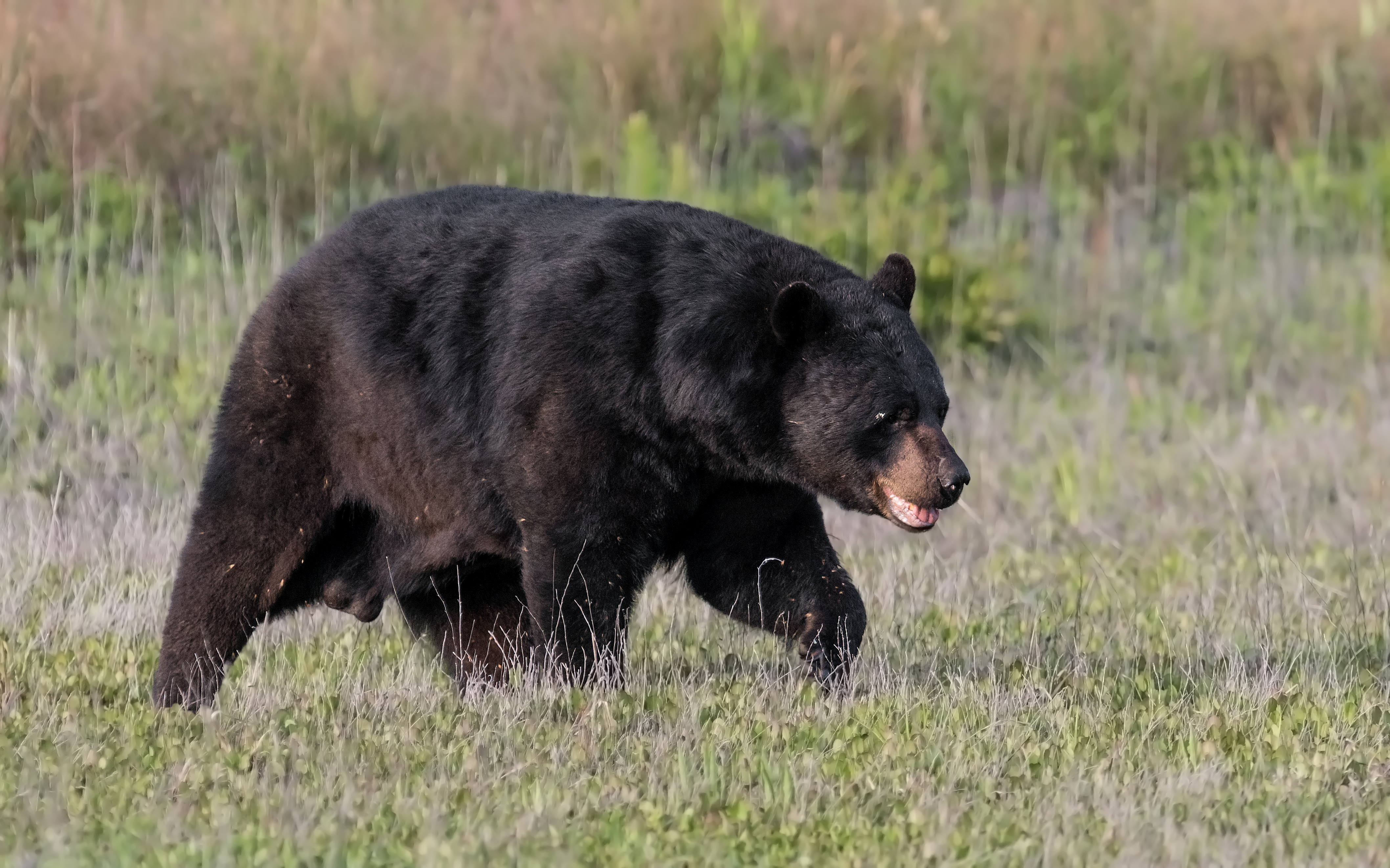 New bear hunts approved for 2019-21 hunting seasons