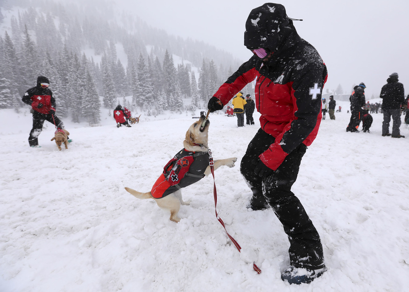 Kyle Williams trains Luna at Wasatch Backcountry Rescue International Dog School at Alta on Wednesday, Jan. 16, 2019. (Photo: Kristin Murphy, KSL)