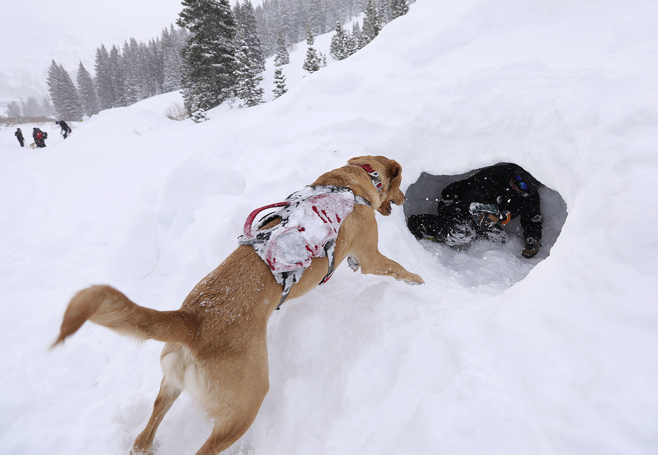 Abbey looks for buried “victim" Mark Chytka inside of a snow cave at Wasatch Backcountry Rescue International Dog School at Alta on Wednesday, Jan. 16, 2019. (Photo: Kristin Murphy, KSL)
