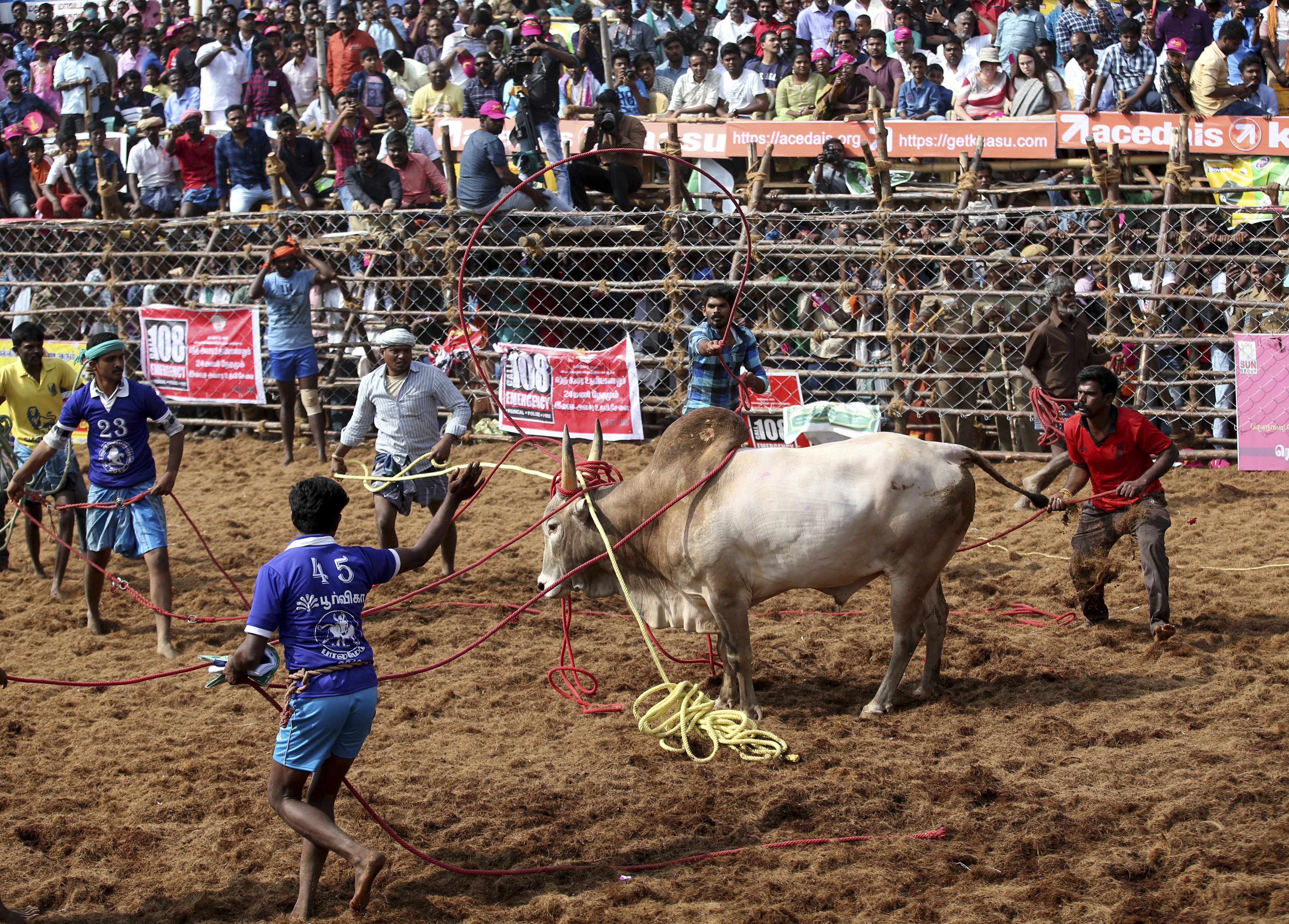 AP Photos: Celebrating south India's bull taming festivals