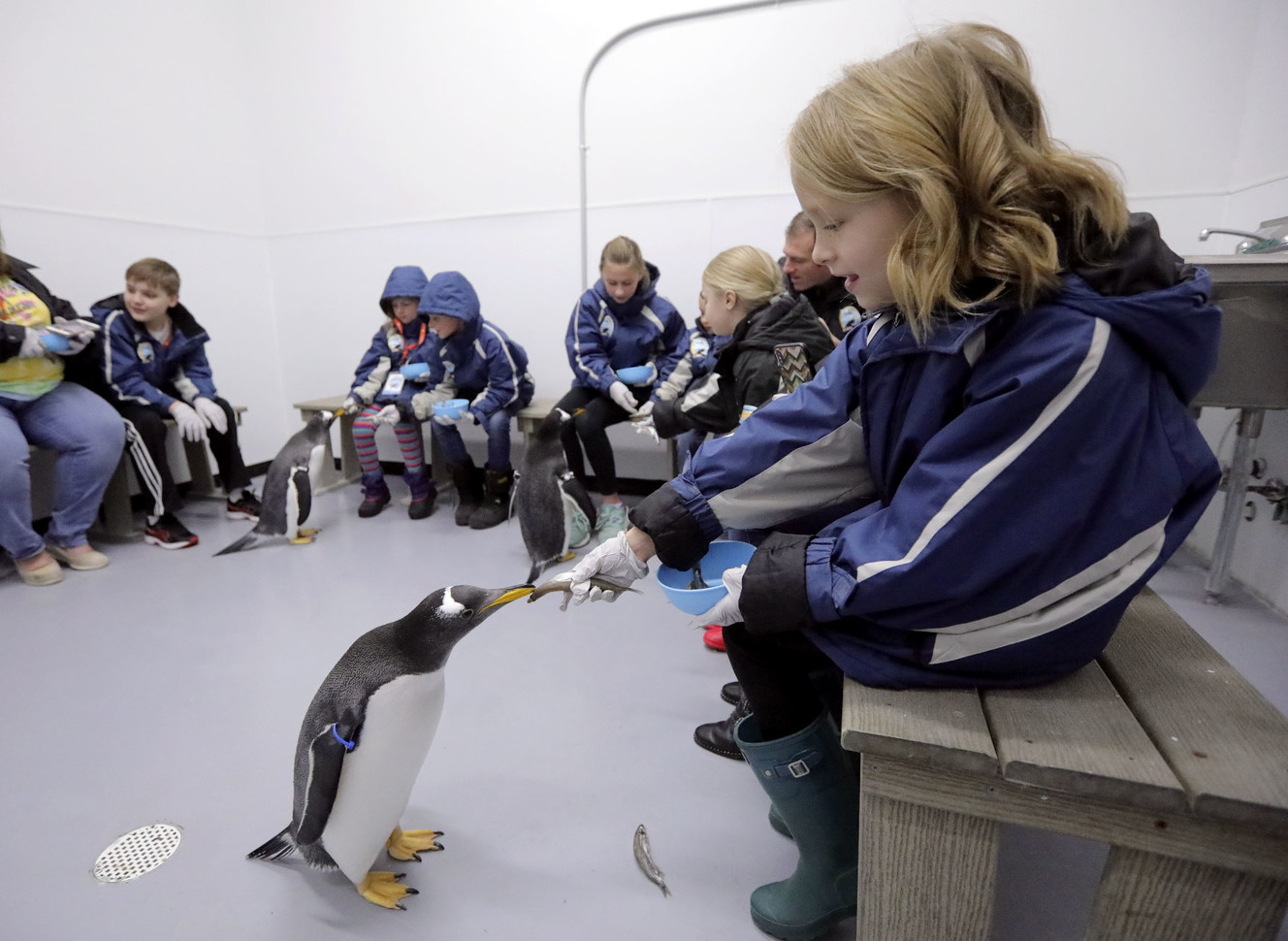 Utah aquarium celebrates Penguin Awareness Day