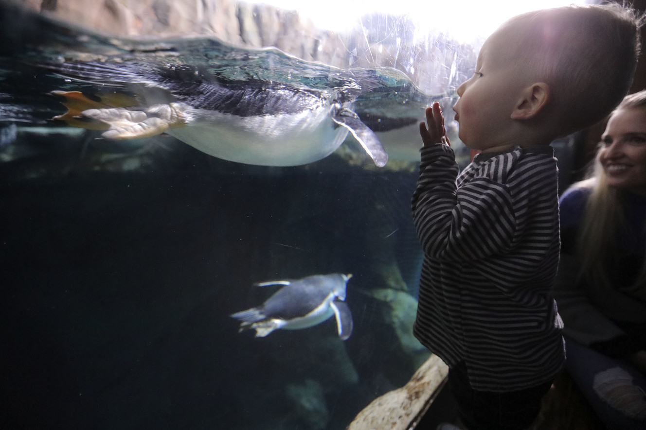 Porter Jeo watches gentoo penguins swim at Loveland Living Planet Aquarium in Draper on Friday, Jan. 18, 2019. Penguin Awareness Day is Jan. 20, and the aquarium is celebrating all weekend. (Photo: Kristin Murphy, KSL)