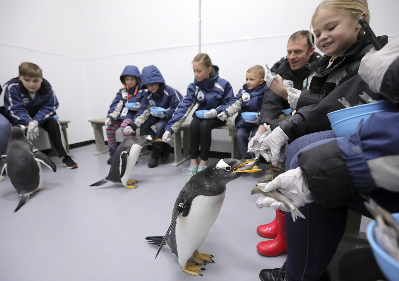 Ruby Ash, right, watches a gentoo penguin eat during a penguin encounter at Loveland Living Planet Aquarium in Draper on Friday, Jan. 18, 2019. Penguin Awareness Day is Jan. 20, and the aquarium is celebrating all weekend. (Photo: Kristin Murphy, KSL)