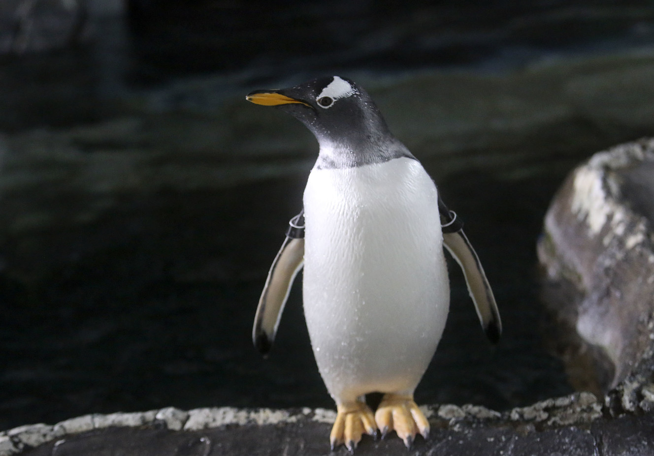 A gentoo penguin takes a break from swimming at Loveland Living Planet Aquarium in Draper on Friday, Jan. 18, 2019. Penguin Awareness Day is Jan. 20, and the aquarium is celebrating all weekend. (Photo: Kristin Murphy, KSL)