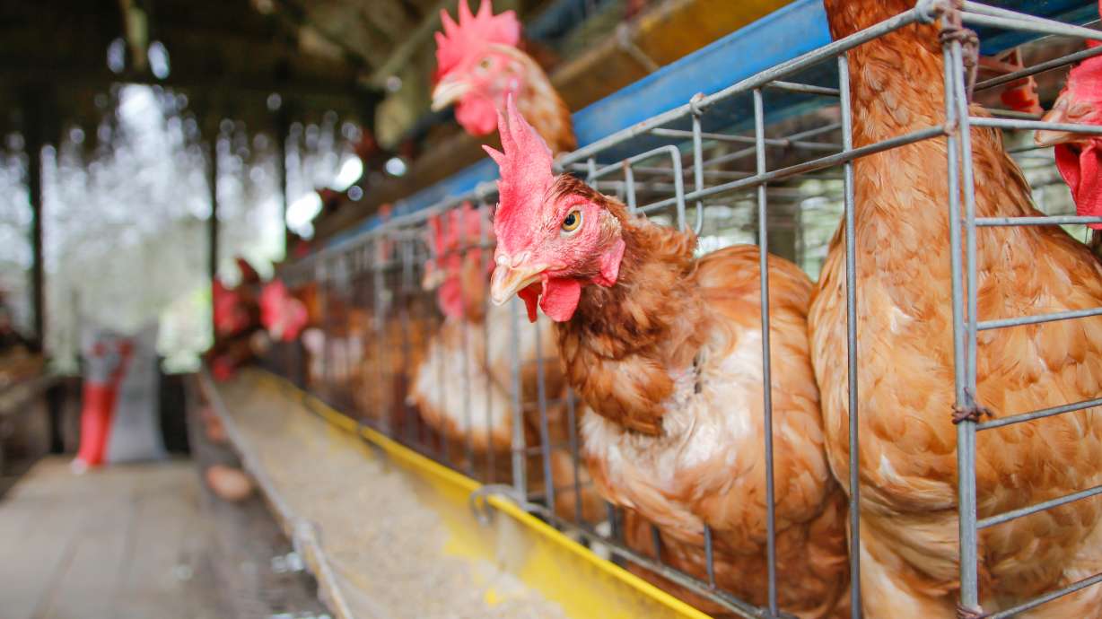 Utah chickens test positive for highly contagious, fatal bird disease