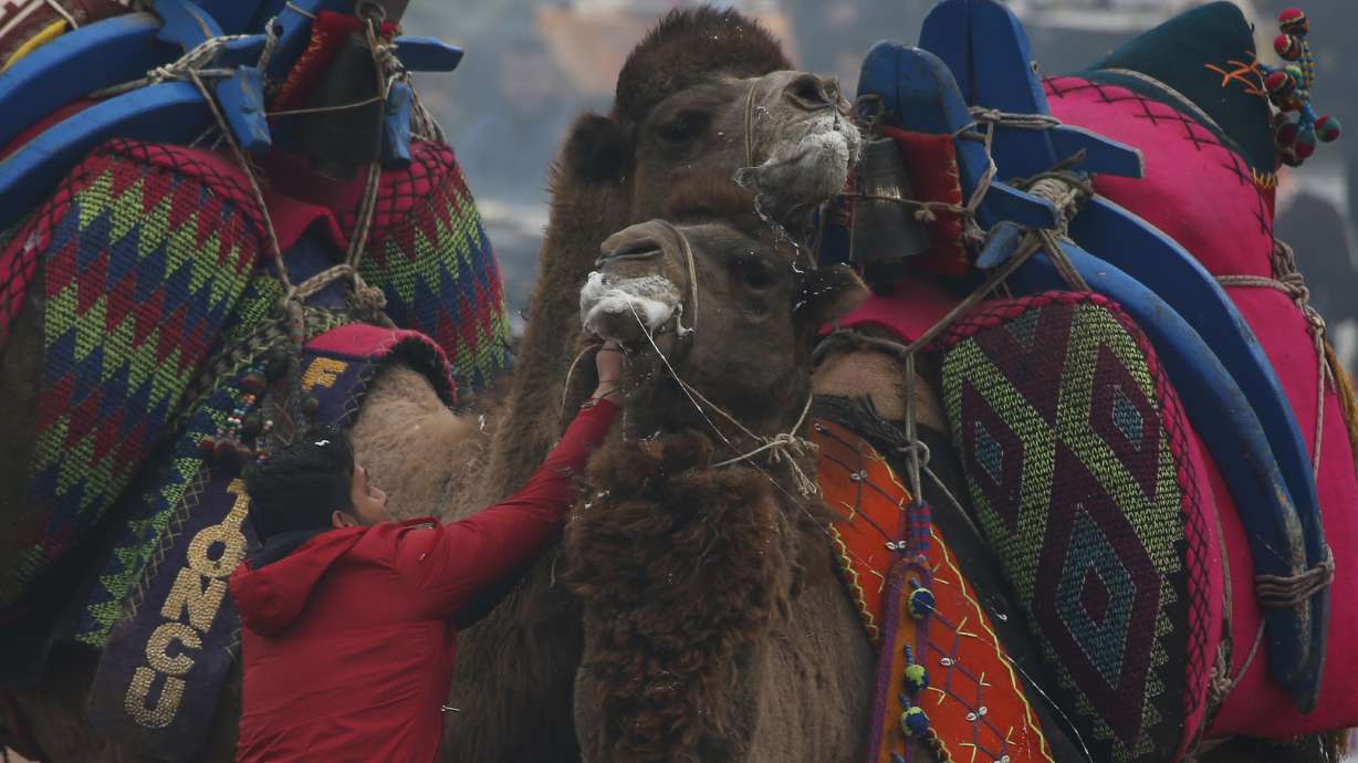 AP PHOTOS: Camels wrestle in traditional Turkish event