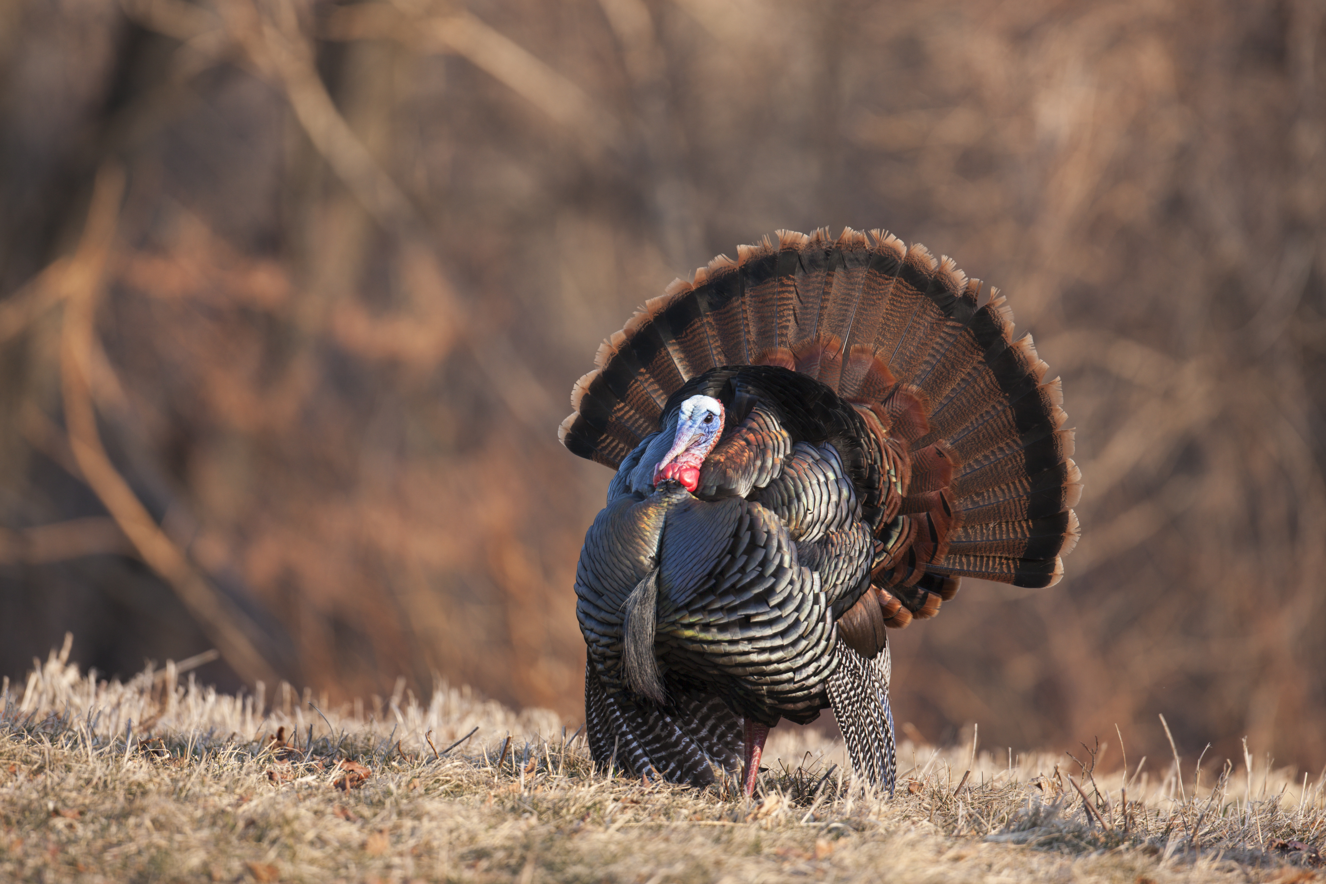 DWR relocates wild turkeys to keep populations in check, prevent problems in small towns