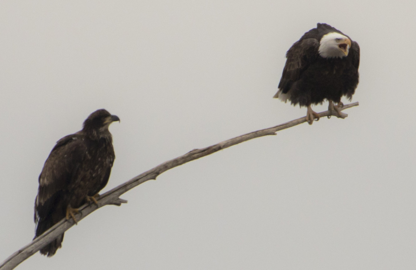 A bald eagle screeches while perched on a branch next to another eagle at the Farmington Bay Waterfowl Management Area in Farmington on Saturday, Jan. 19, 2019. (Photo: Carter Williams, KSL.com)