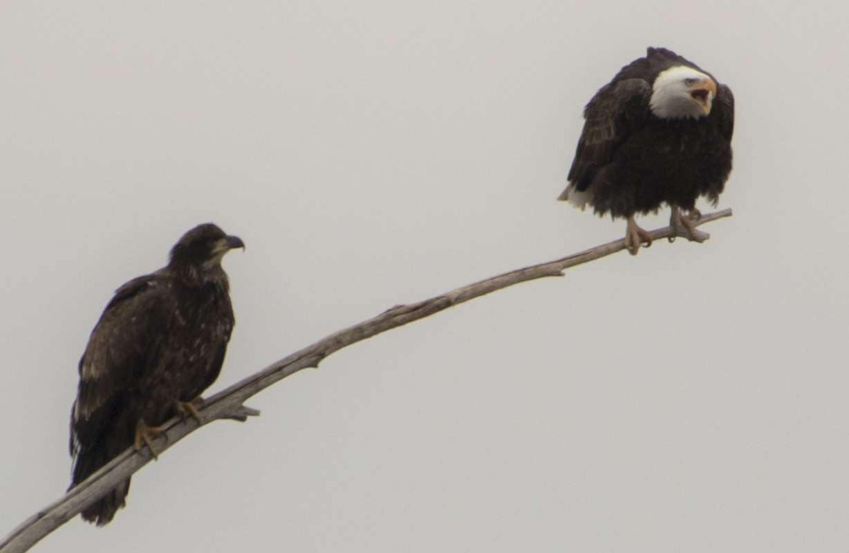 A bald eagle screeches while perched on a branch next to another eagle at the Farmington Bay Waterfowl Management Area in Farmington on Saturday, Jan. 19, 2019. (Photo: Carter Williams, KSL.com)