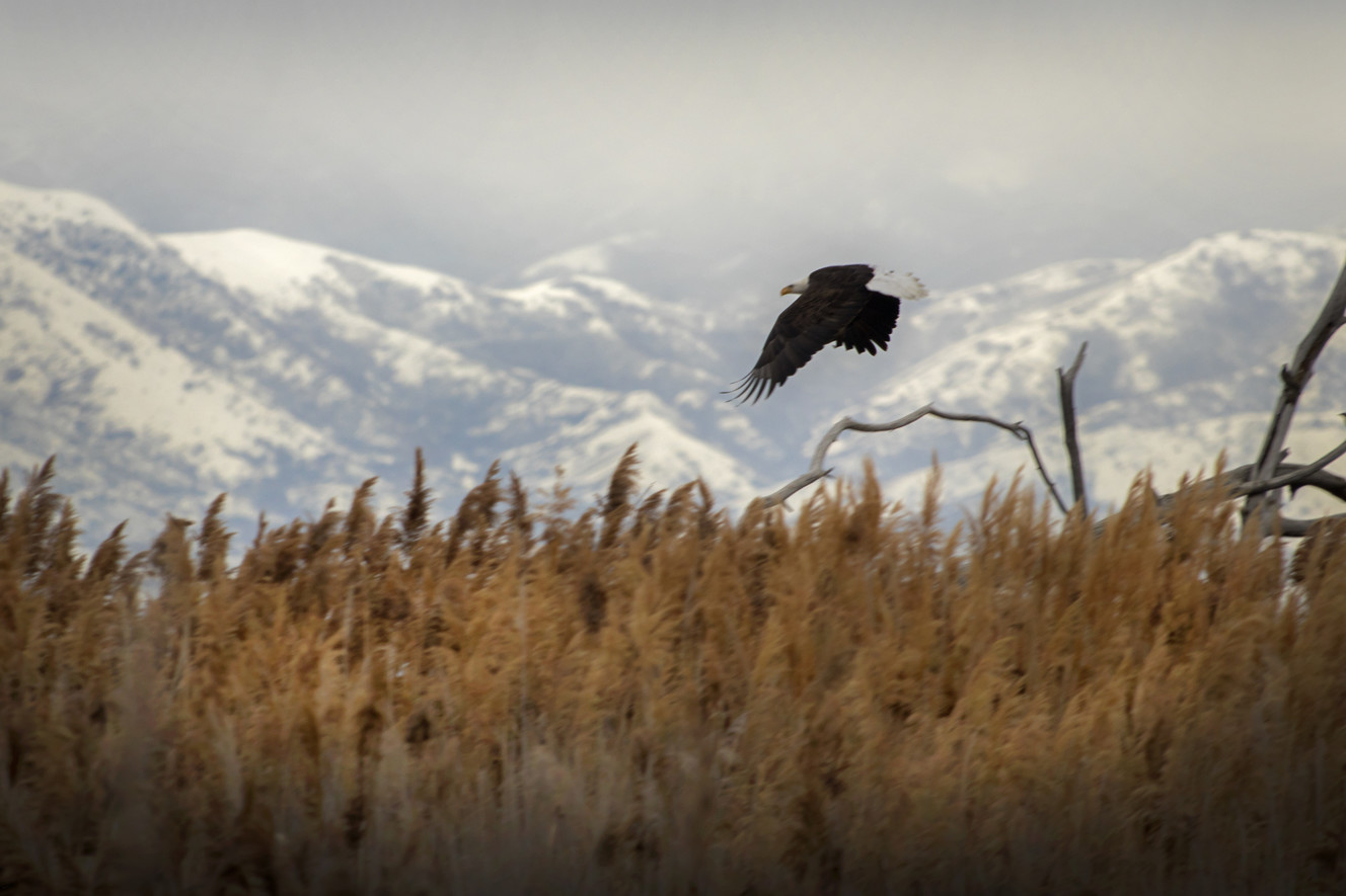 Where to see bald eagles in Utah during peak viewing season