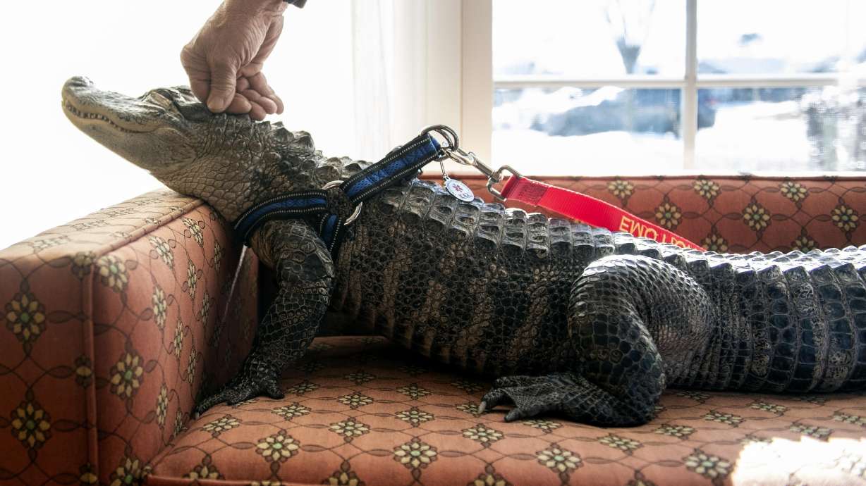 Man says emotional support alligator helps his depression