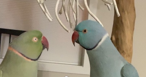 Have You Seen This? Parrot asks his brother for kisses