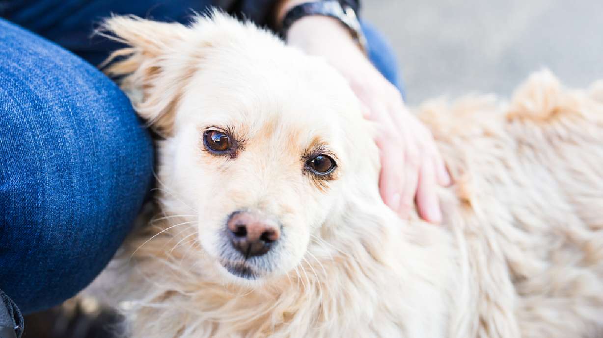 22 restaurants approved by Salt Lake County to allow dogs on patios