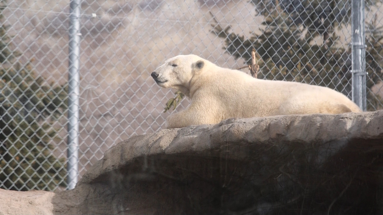 Popular Hogle Zoo polar bear Nora breaks bone; surgery scheduled