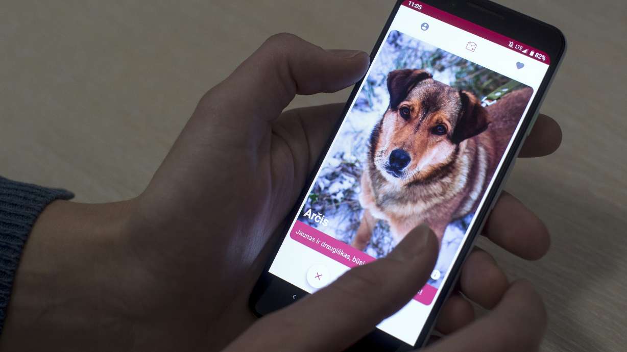 New app lets dog lovers swipe right for perfect pet match