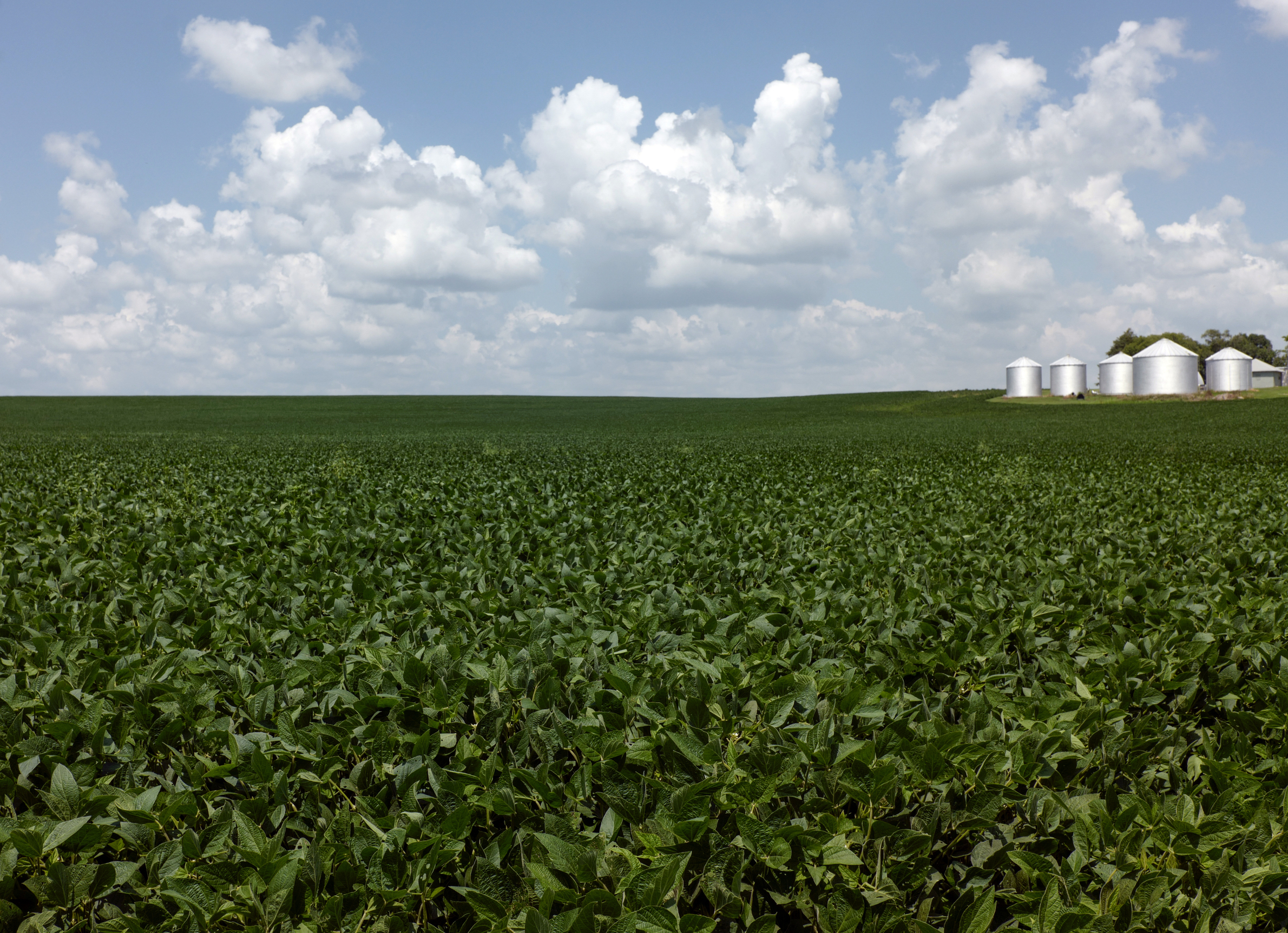 A hill of beans: Soybeans upstage trade talks