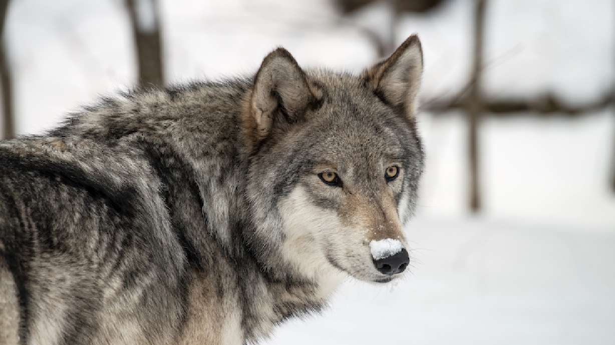Wolf population declining in Yellowstone National Park