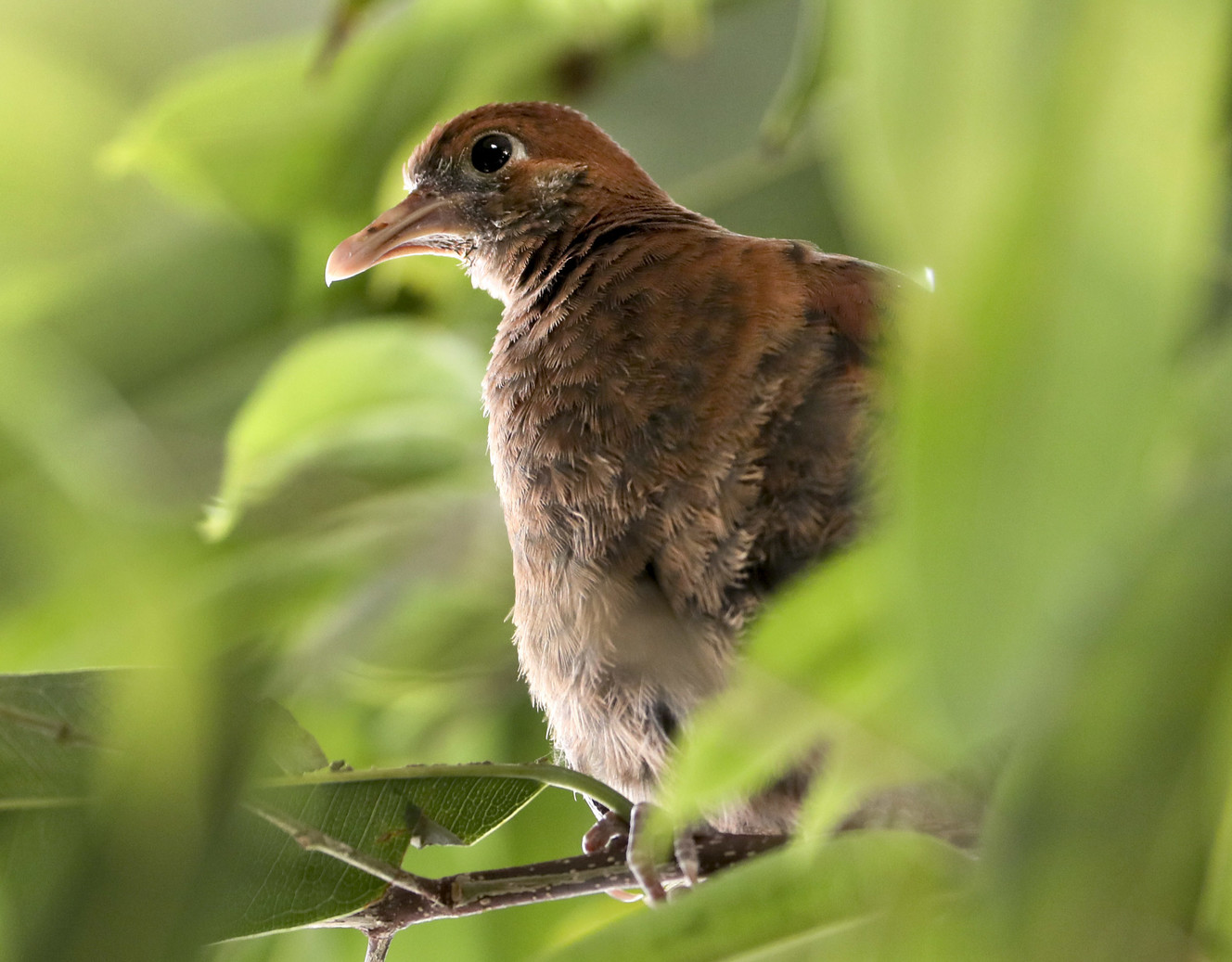 Salt Lake's Tracy Aviary hatches rare dove