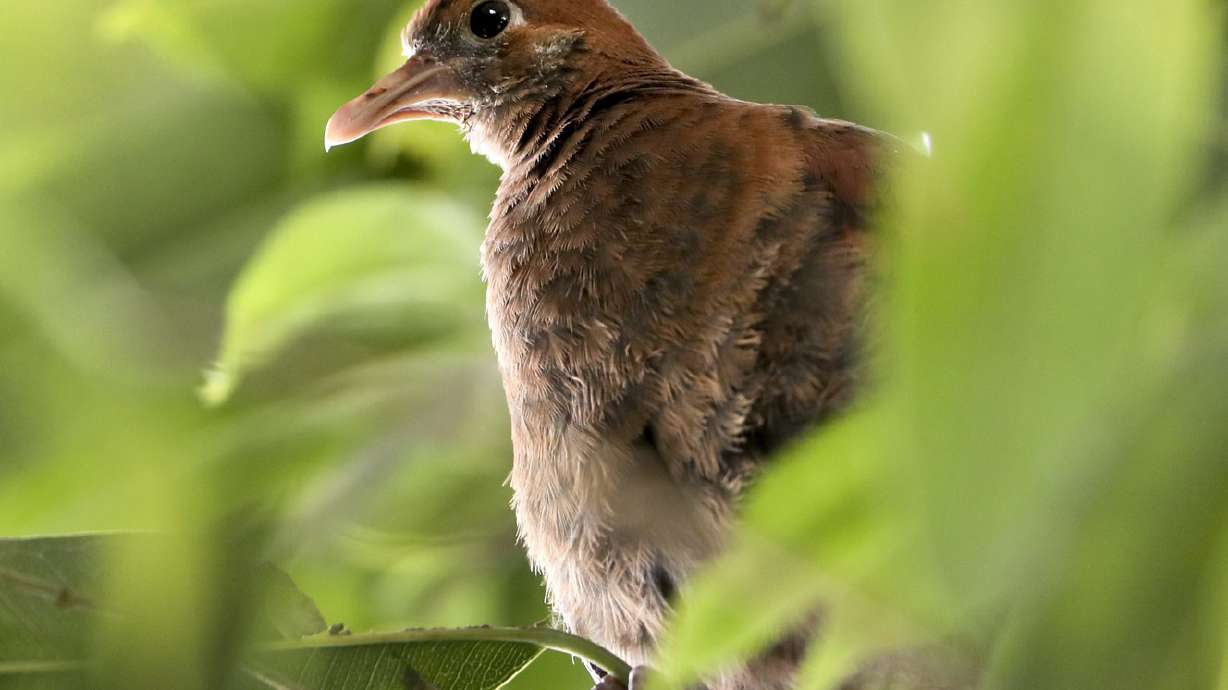 Salt Lake's Tracy Aviary hatches rare dove