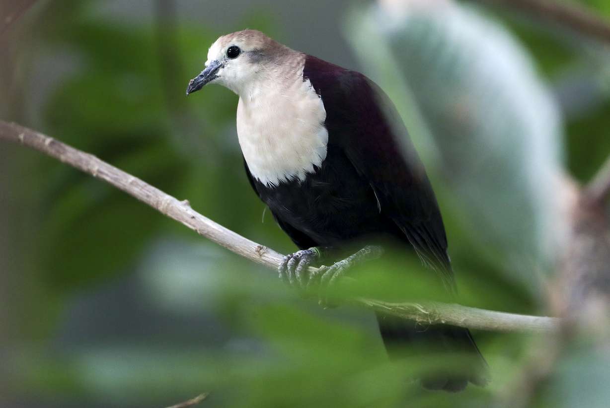 The father of Tracy Aviary’s new fledgling white-throated ground dove keeps his eyes on the new bird as it perches on a branch in the Treasures of the Rainforest building at the aviary in Salt Lake City on Friday, Feb. 8, 2019. (Photo: Steve Griffin, KSL)