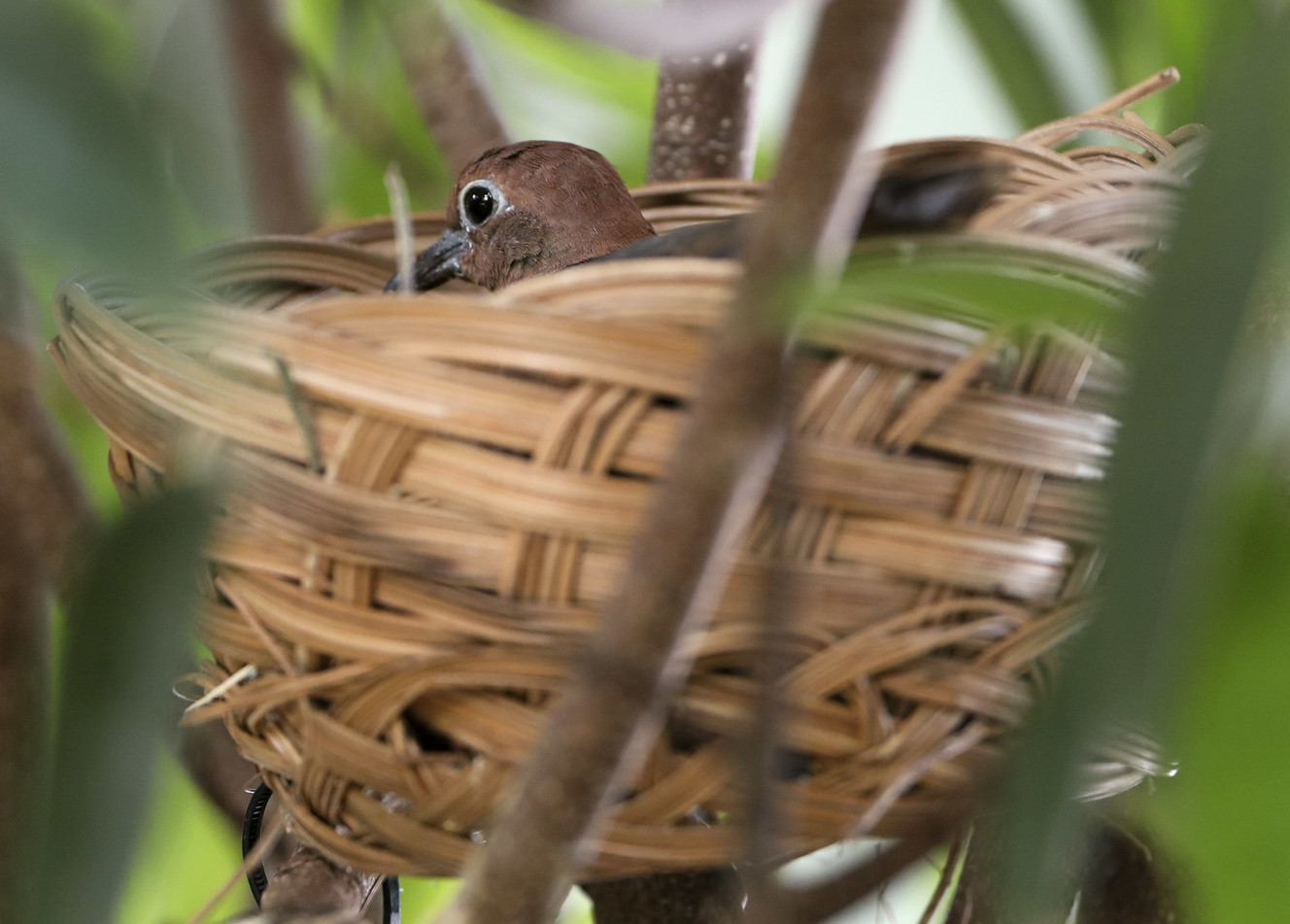 The mother of Tracy Aviary’s new fledgling white-throated ground dove sits on newly laid eggs, as the fledgling perches on a branch nearby, in the Treasures of the Rainforest building at the aviary in Salt Lake City on Friday, Feb. 8, 2019. The aviary staff is keeping a close eye on the family. The parents will both attend to the bird for the first 50 to 60 days of its life. As the bird matures, keepers will be able to distinguish whether it’s male or female. (Photo: Steve Griffin, KSL)