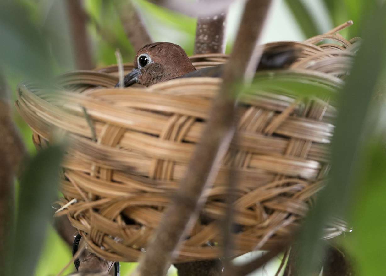 The mother of Tracy Aviary’s new fledgling white-throated ground dove sits on newly laid eggs, as the fledgling perches on a branch nearby, in the Treasures of the Rainforest building at the aviary in Salt Lake City on Friday, Feb. 8, 2019. The aviary staff is keeping a close eye on the family. The parents will both attend to the bird for the first 50 to 60 days of its life. As the bird matures, keepers will be able to distinguish whether it’s male or female. (Photo: Steve Griffin, KSL)
