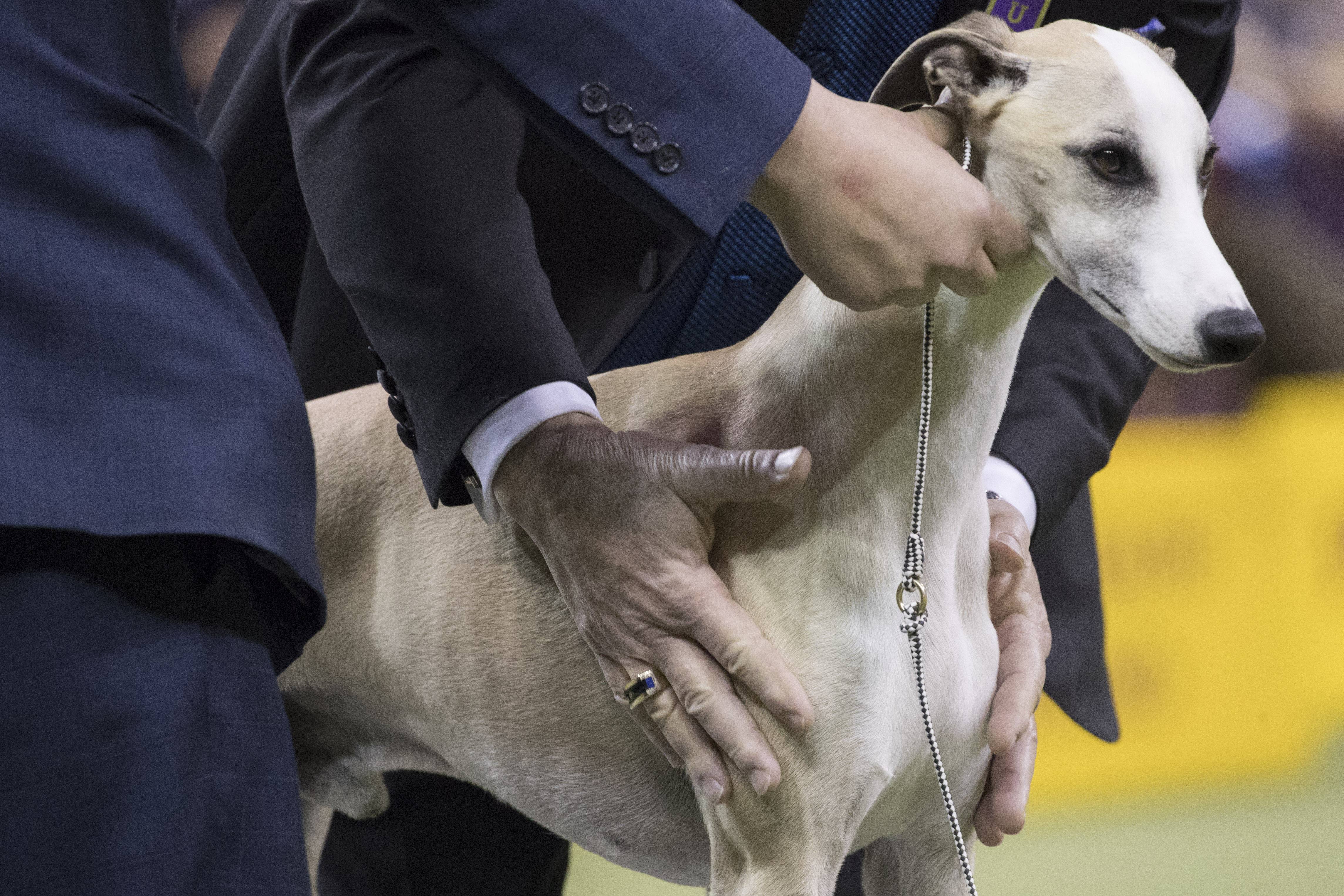 Win it for Vivi! Whiskey the whippet revs up for Westminster