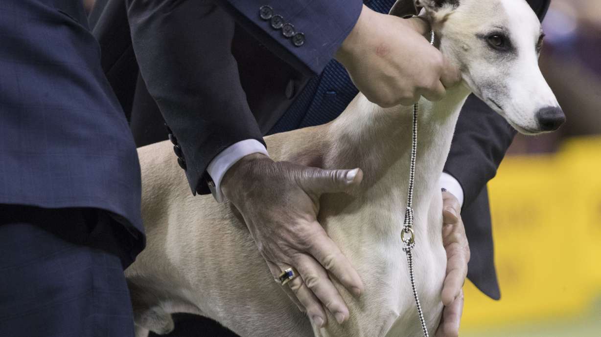 Win it for Vivi! Whiskey the whippet revs up for Westminster