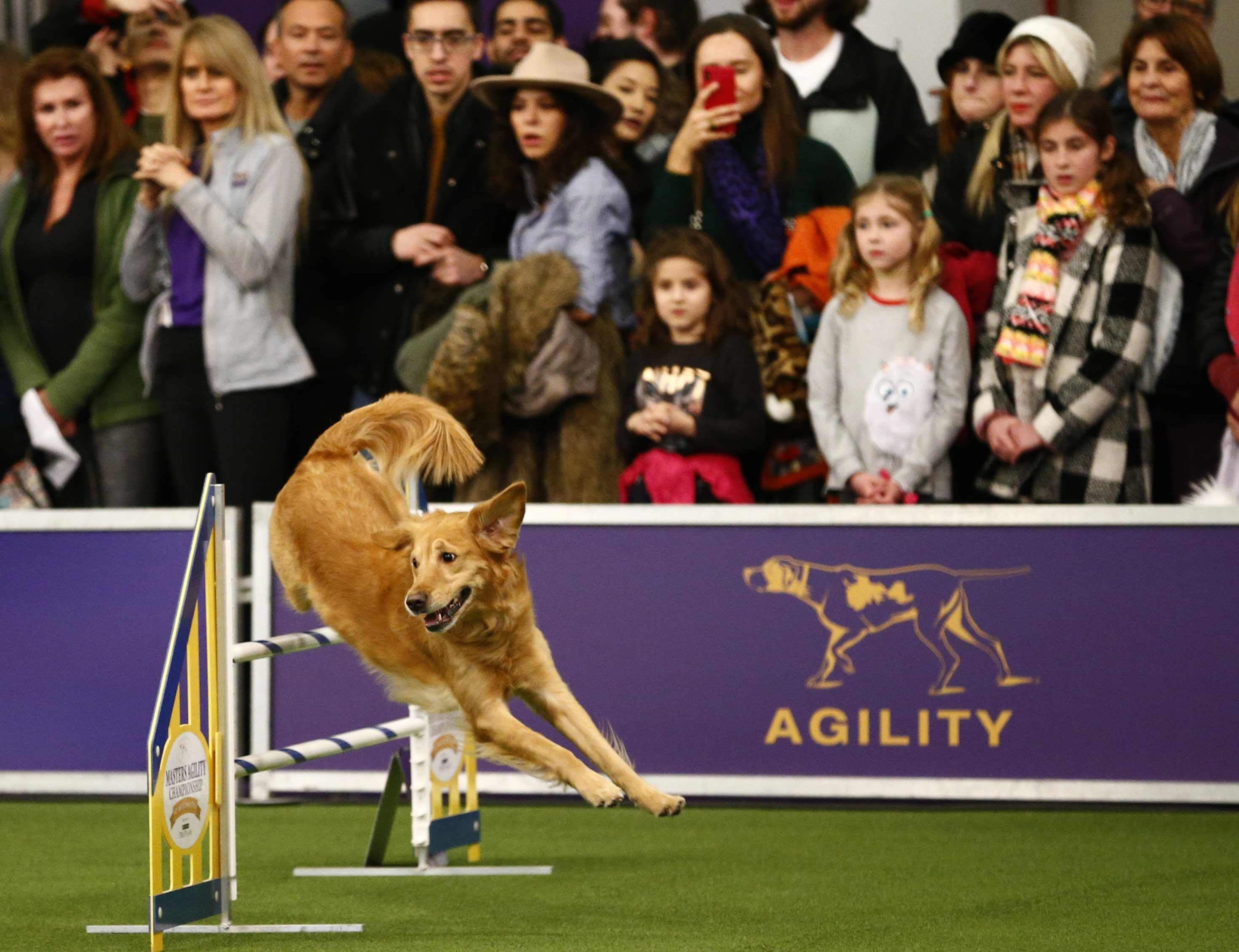 Border collie named Verb wins Westminster agility contest