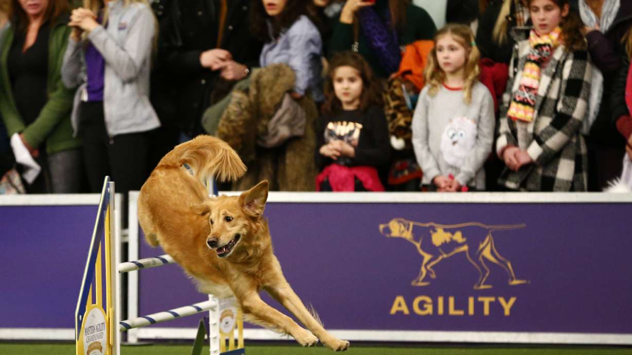 Border collie named Verb wins Westminster agility contest
