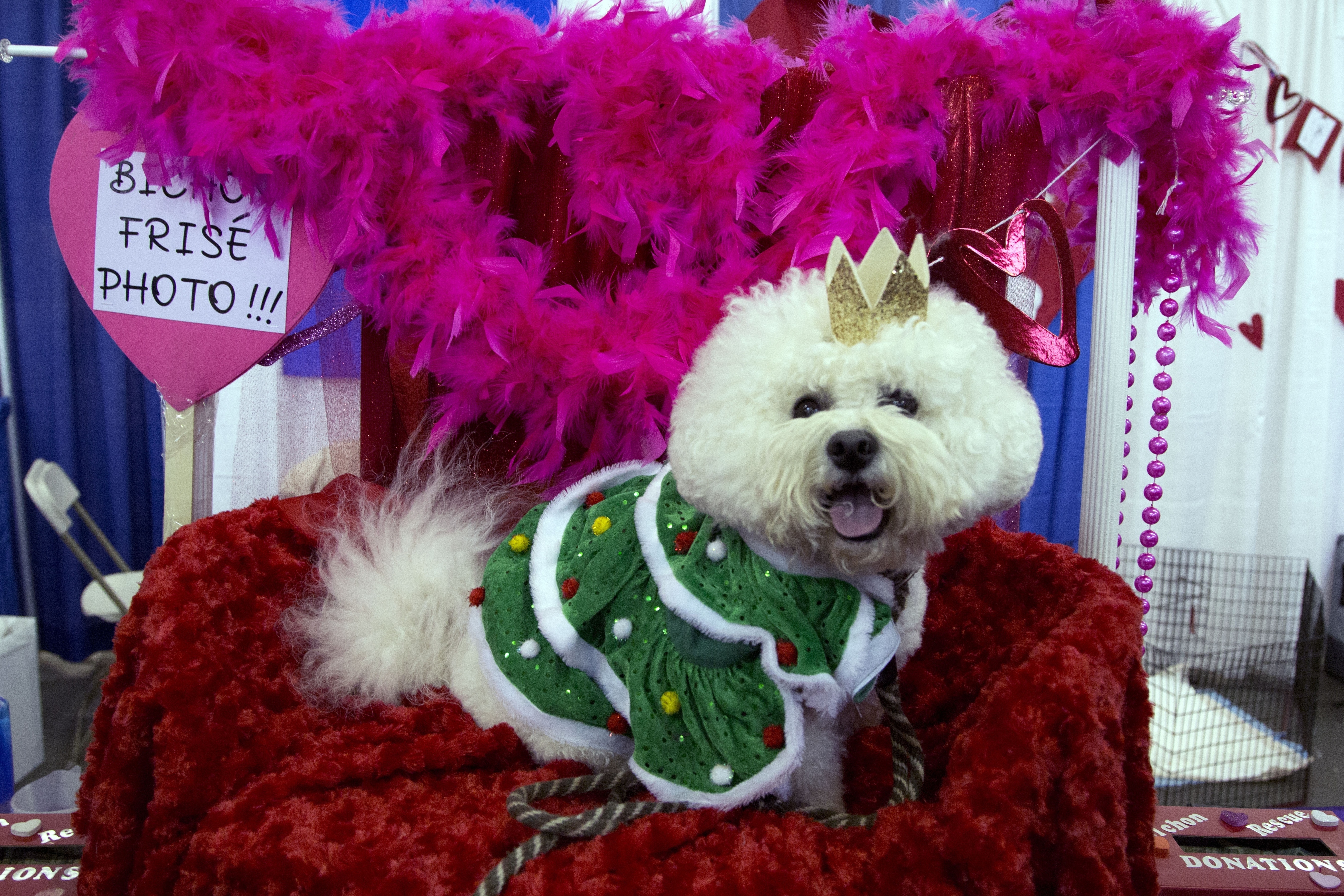 What to watch at the 143rd Westminster Kennel Club dog show