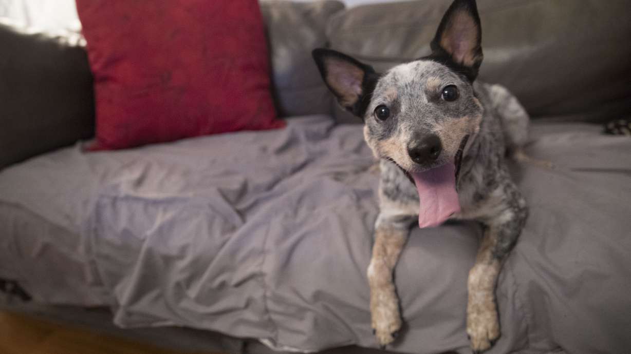 Dog DNA testing takes off, and generates debate