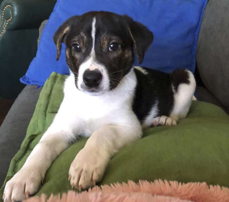 In this April 2018 photo provided by Rennie Pasquinelli, Murray, a mixed-breed dog, lay on a sofa in Ann Arbor, Mich. Photo: Rennie Pasquinelli, AP Photo