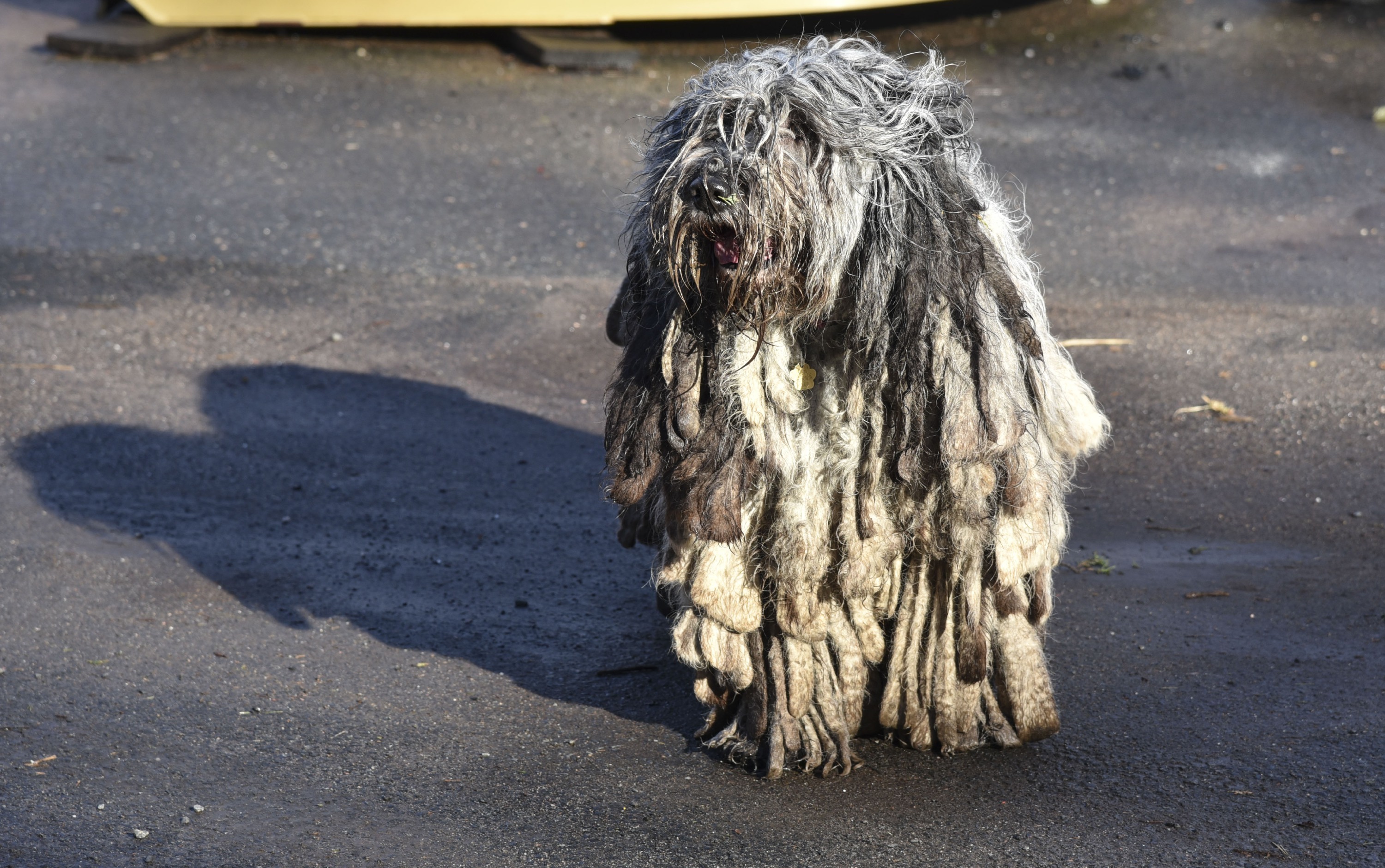 The Latest: King again! Wire fox terrier wins Westminster