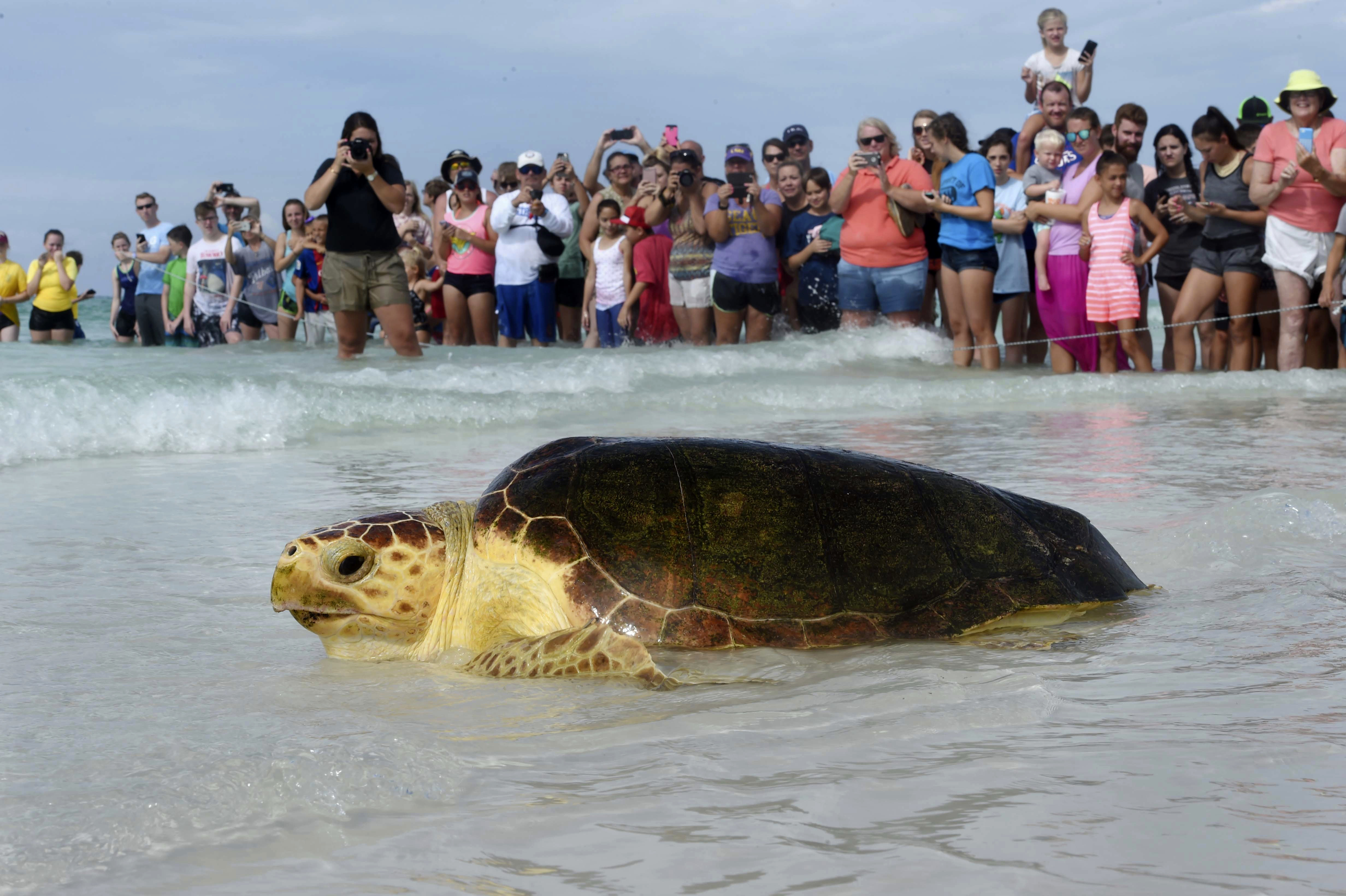 Florida updates sea turtle nesting totals for 2018