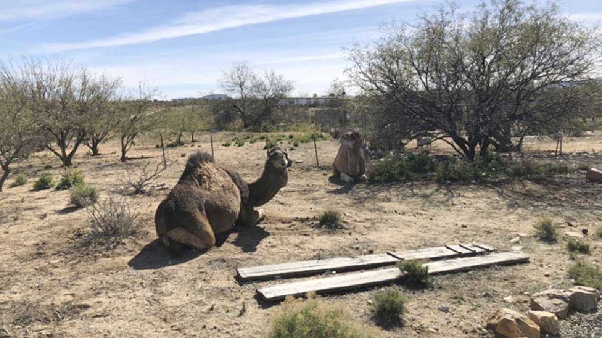 Camels found wandering in Arizona yard are back home