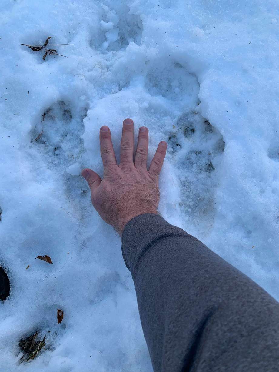 Riverton resident Wade Tycksen compares his hand to cougar tracks after he said the animal ran through his backyard while he was sitting in the hot tub Friday, Feb. 15, 2019. (Photo: Wade Tycksen)