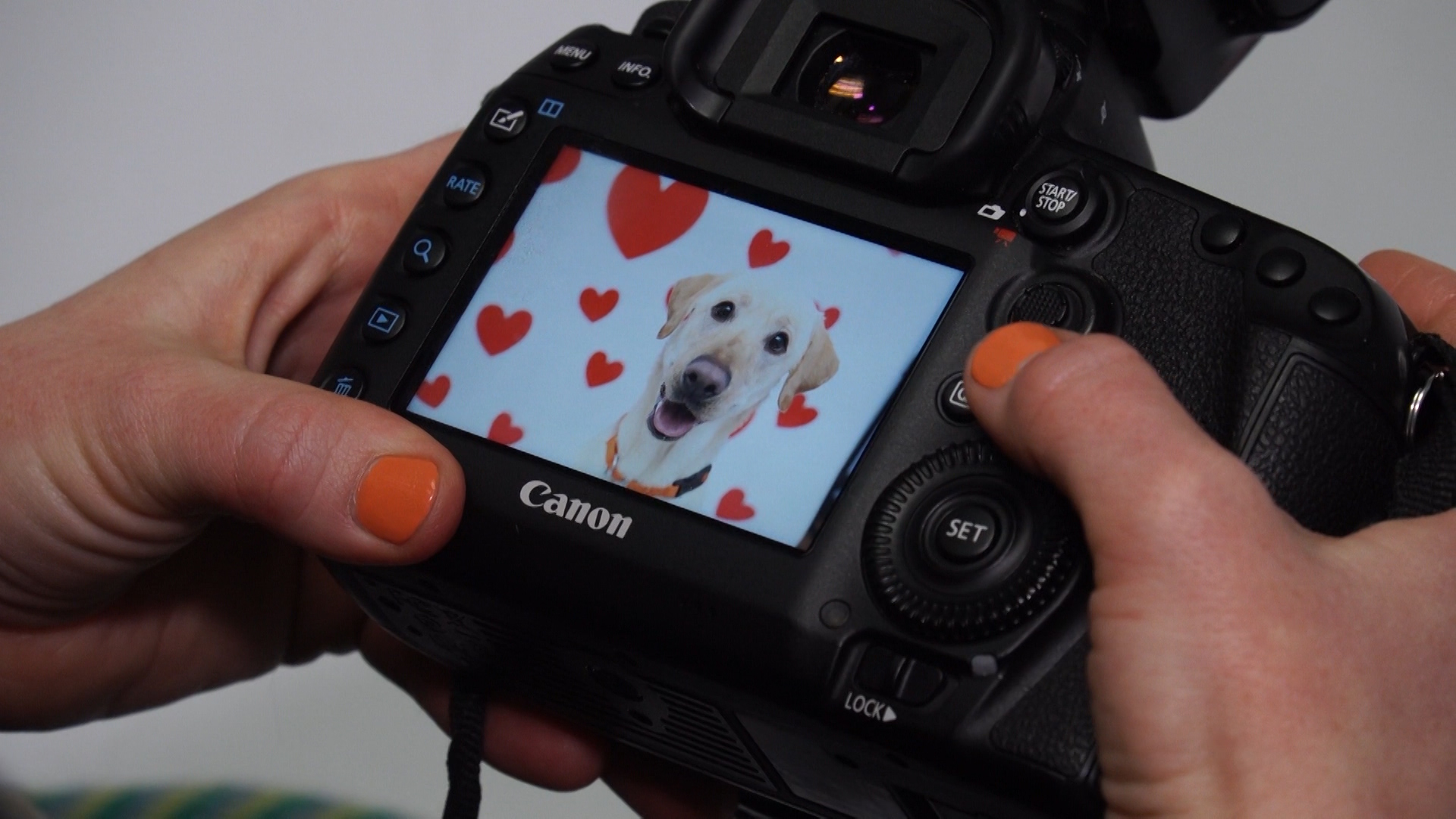 A research study out of Japan found that gazing into a dog’s eyes increased oxytocin levels in humans. Sarah Kichas's job as a photographer at Best Friends Animal Society is capturing the perfect shot of a dog's personality. (Photo: KSL TV)