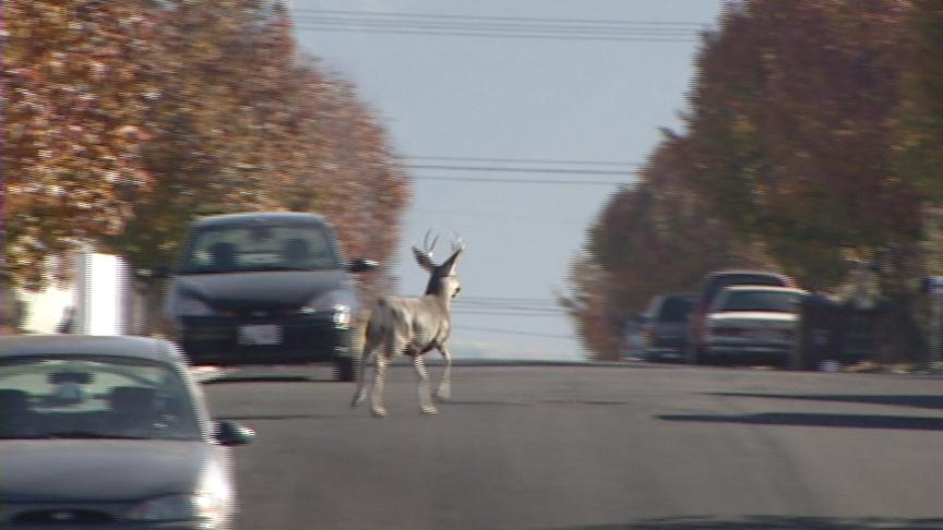 Resident Makes Startling Discovery in Garage