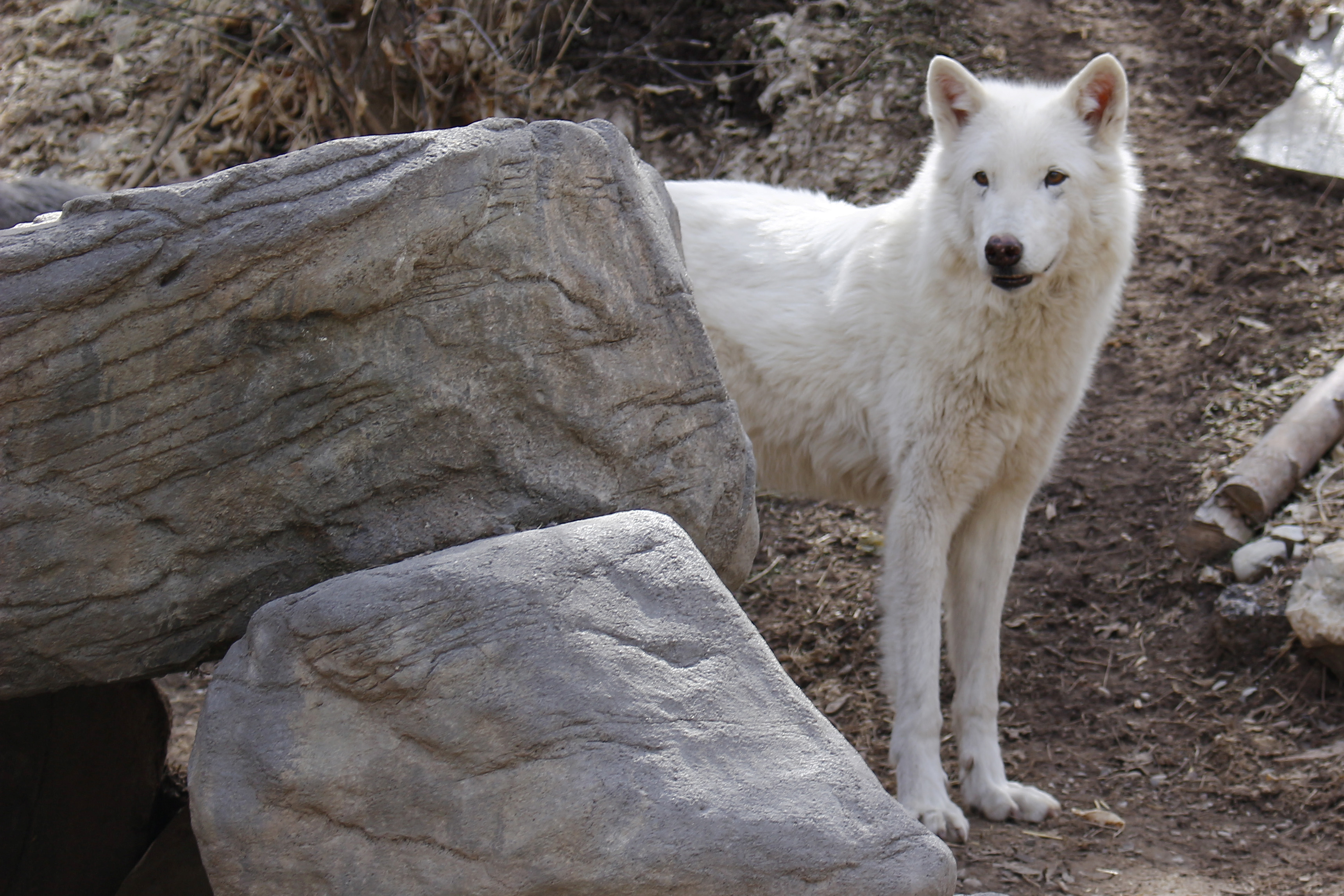 Hogle Zoo to end 60-year tradition by transferring last wolf to a wildlife sanctuary