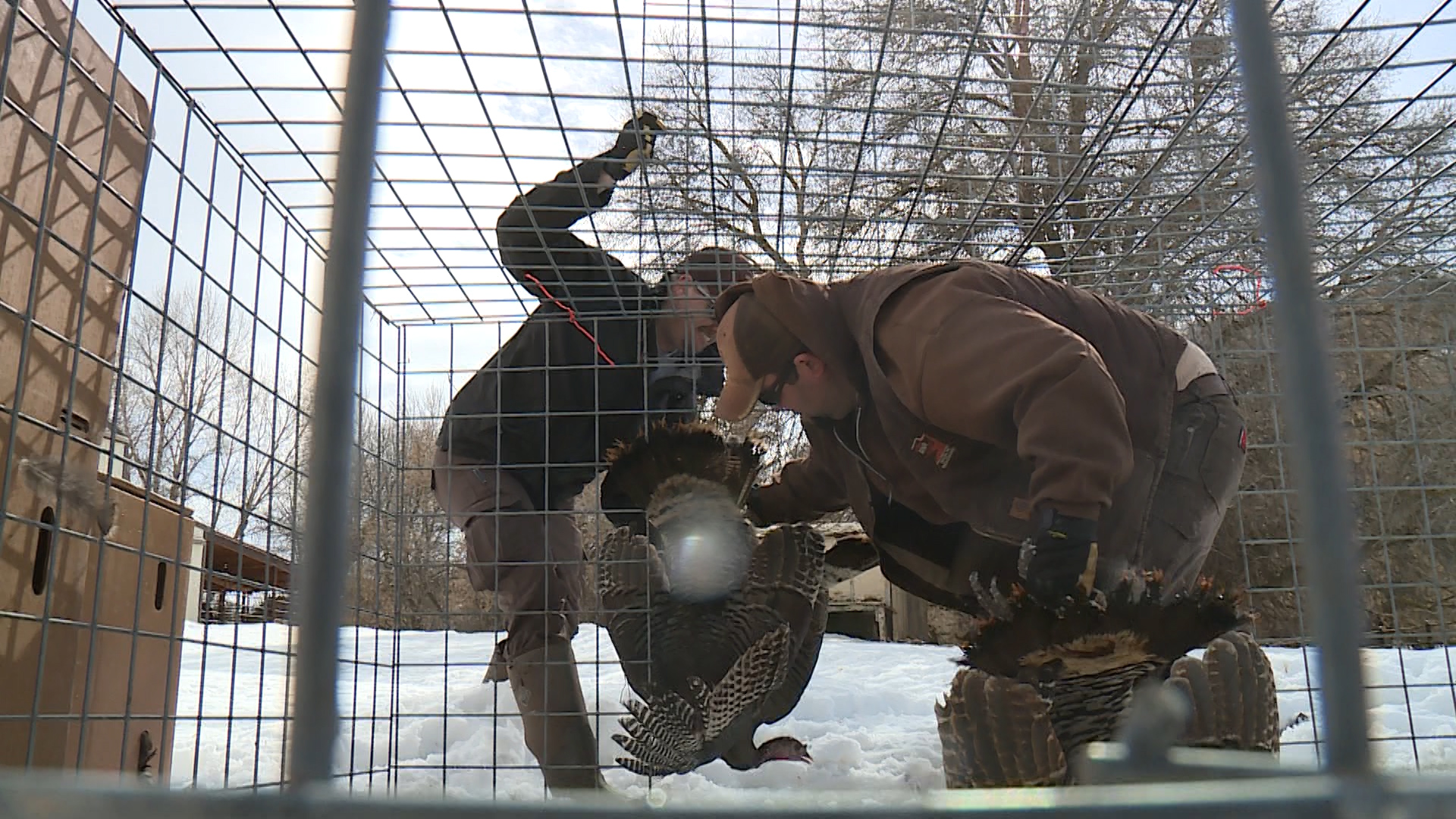 Nick Madsen and Randall McBride loading up and relocating turkeys. (Photo: Mike Anderson, KSL TV)