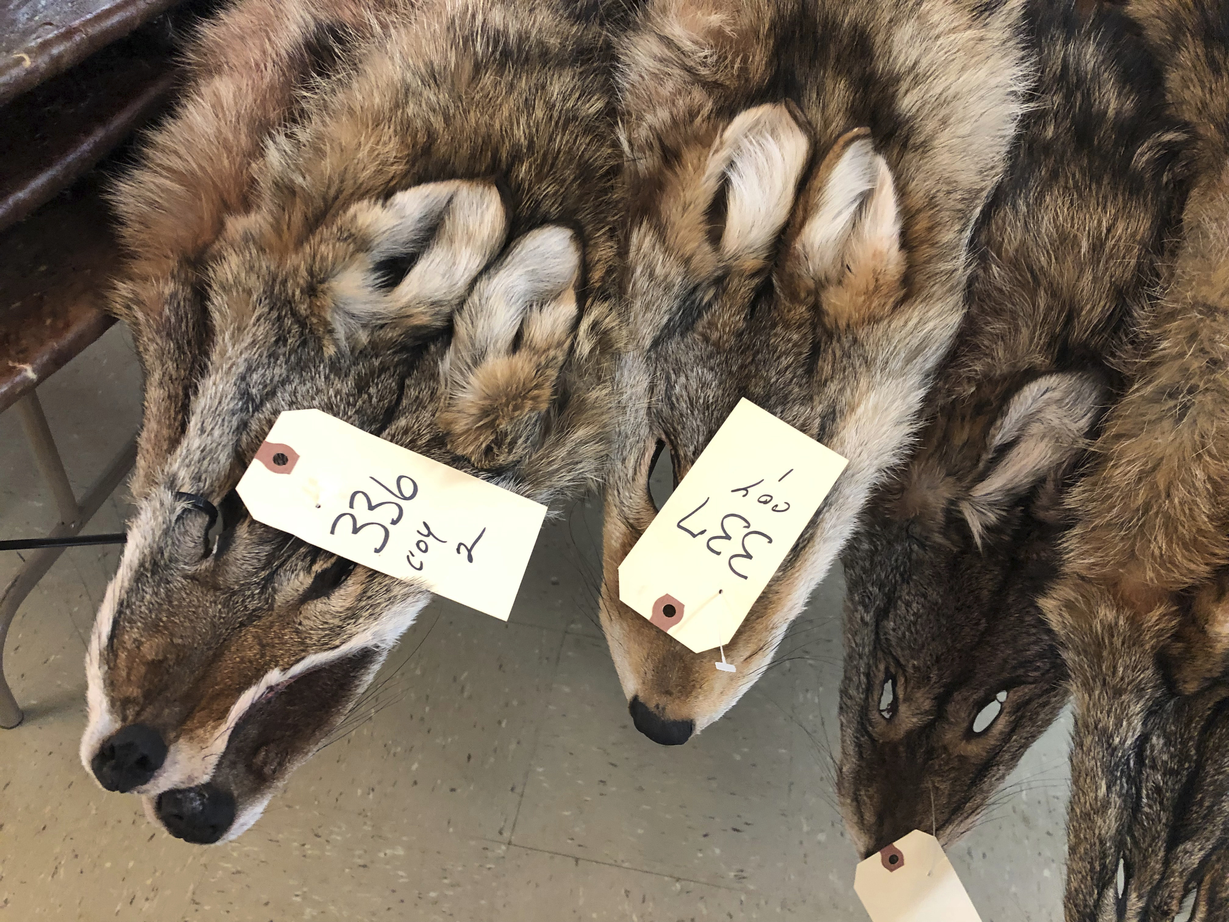 Coyote fur is in big demand thanks to popular parkas