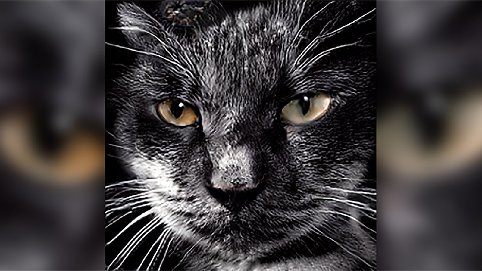 This cat was generated by AI. (Photo: thispersondoesnotexist/Nvidia, via CNN)