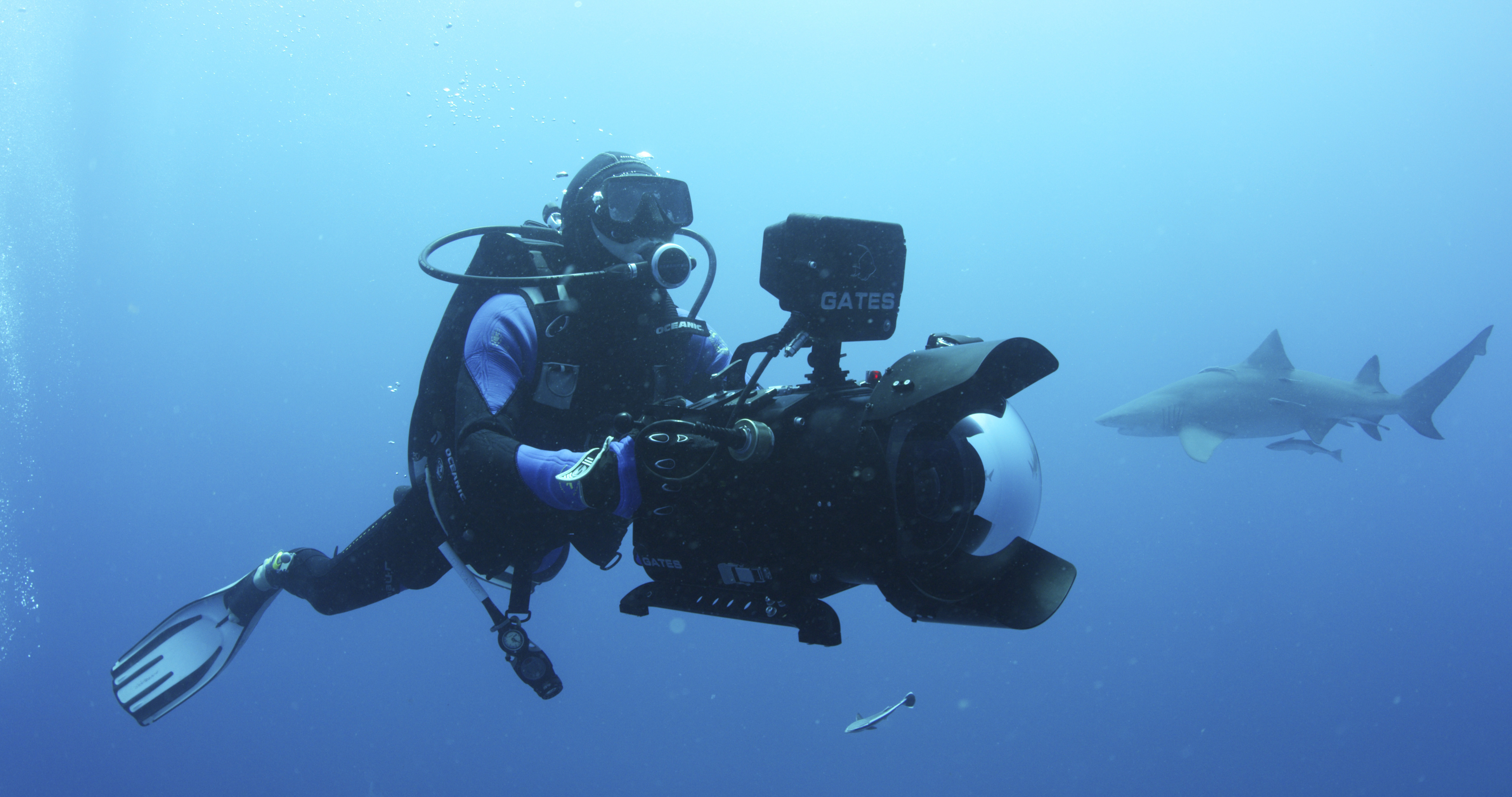 Shark documentary released after filmmaker's diving death